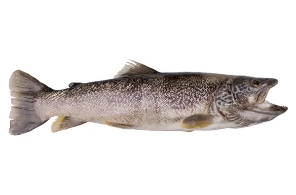 Geïsoleerde marmer forel — Stockfoto