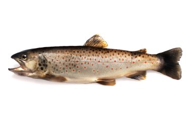 Brown trout clipart