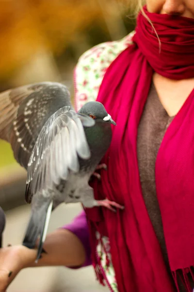 La hermosa mujer alimenta a las palomas en el parque de otoño y se ríe —  Fotos de Stock