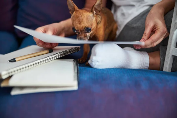 Маленькая собака помогает женщине с бумажной работой — стоковое фото