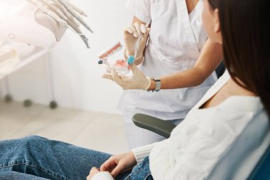 Diş fırçasıyla plastik modeldeki dişleri gösteren bir doktor.