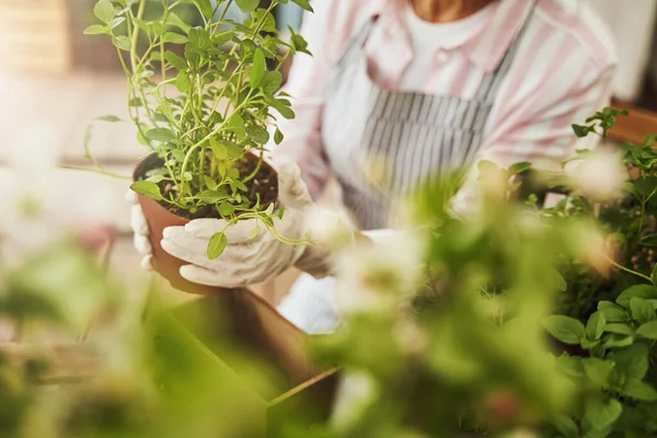 Feminino trabalhando com plantas verdes no campo — Fotografia de Stock