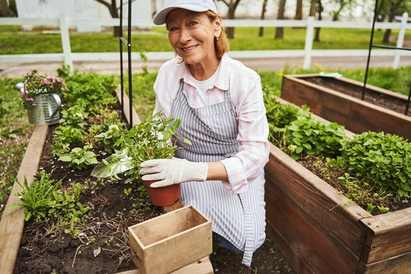 Счастливая зрелая женщина наслаждается работой с растениями — стоковое фото