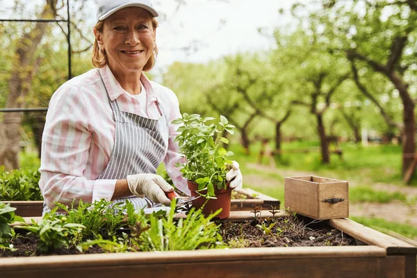 Feliz mulher envelhecida trabalhando com plantas no jardim — Fotografia de Stock