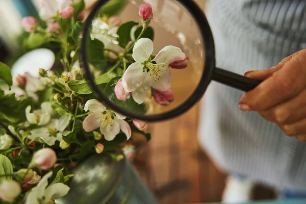 Флорист використовує збільшувальне скло для перегляду рослин — стокове фото