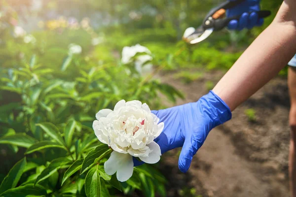 Housewife using garden shears for branch pruning — стоковое фото