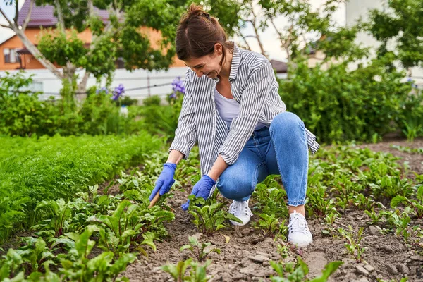 Woman in blue gloves engaged in harvesting — Foto de Stock