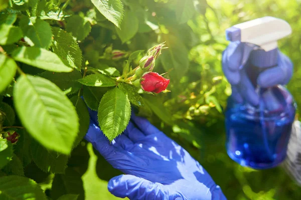 Woman sprinkling water from pulivizer on rose leaves — Photo