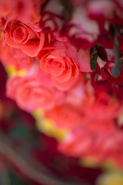 Beauty of roses — Stock Photo, Image