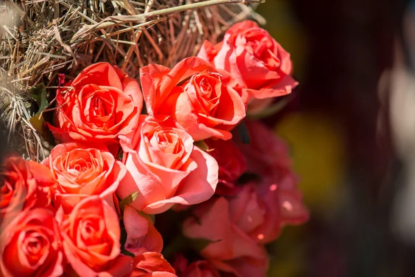 Skönhet rosor — Stockfoto