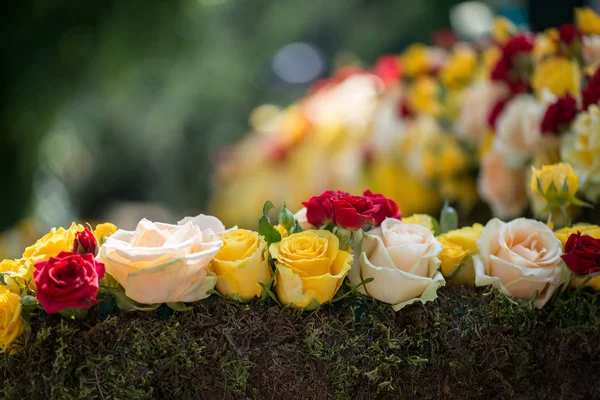 Belleza de rosas —  Fotos de Stock