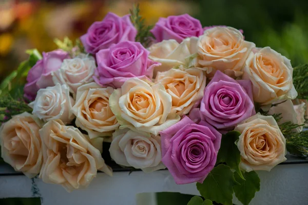 Beauty of roses — Stock Photo, Image