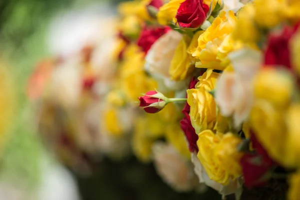 Schoonheid van rozen — Stockfoto