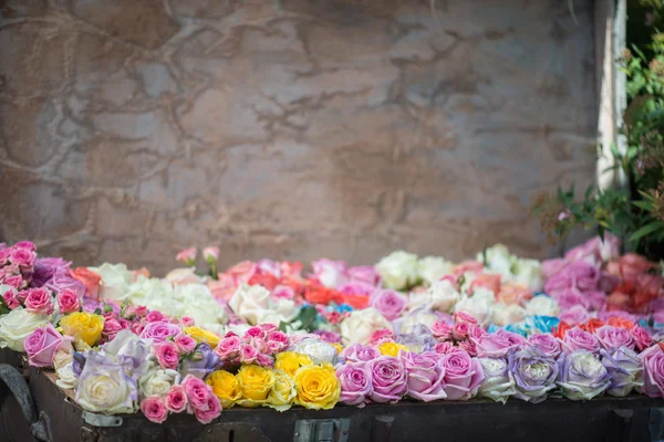 Belleza de rosas — Foto de Stock