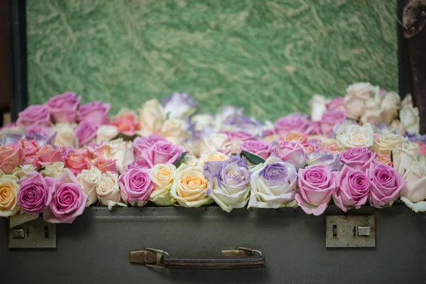 Beleza de rosas — Fotografia de Stock