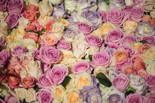Schoonheid van rozen — Stockfoto