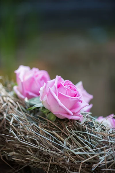 Красота роз — стоковое фото