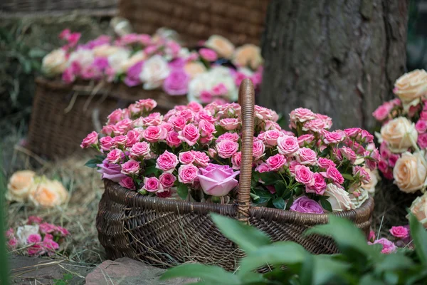 Belleza de rosas — Foto de Stock