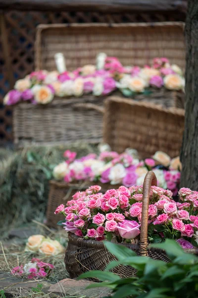 Schoonheid van rozen — Stockfoto