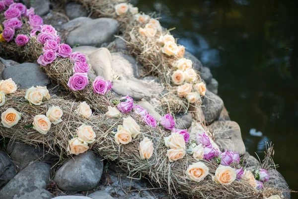 Bellezza di rose — Foto Stock