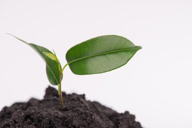 yeni yaşam konsepti