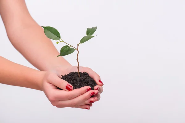 Concepto de nueva vida —  Fotos de Stock