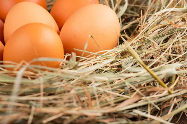 Eggs the delicious and nutritious product — Stock Photo, Image