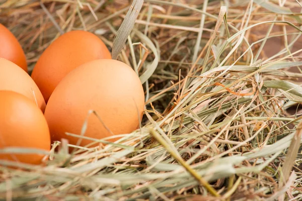 Eggs the delicious and nutritious product — Stock Photo, Image