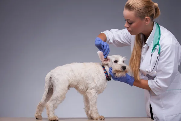 Veterinário feminino examina pequenos dentes de cão e orelhas — Fotografia de Stock