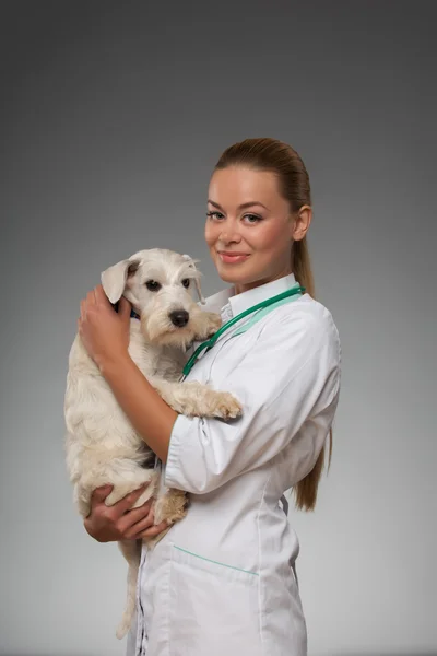 Veterinário fêmea examina pouco cão — Fotografia de Stock