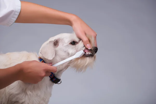 Veterinaria femenina examina pequeños dientes de perro — Foto de Stock