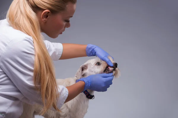 Female veterinarian examines little dog teeth and ears — Stock Photo, Image