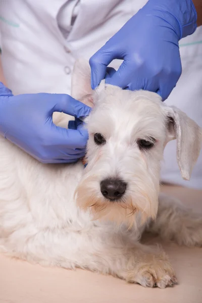 Female veterinarian examines little dog teeth and ears — Stock Photo, Image