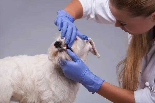 Female veterinarian examines little dog teeth and ears — Stock Photo, Image