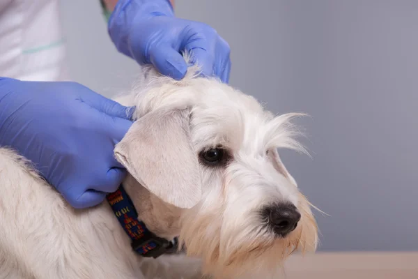 Θηλυκό κτηνίατρος εξετάζει λίγο τα δόντια του σκύλου και τα αυτιά — Φωτογραφία Αρχείου
