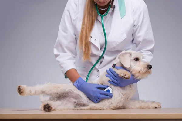 Veterinário feminino examina pouco cão com estetoscópio — Fotografia de Stock