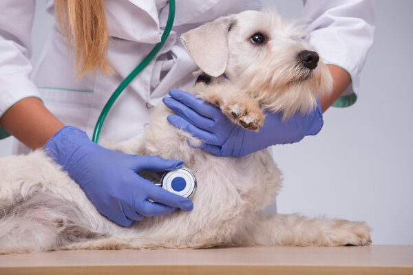 Female veterinarian examines little dog with stethoscope
