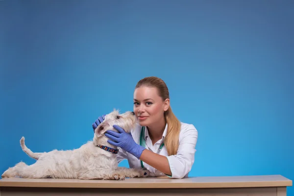 Cute little dog visits vet — Stock Photo, Image