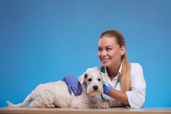 Bonito pouco cão visitas vet — Fotografia de Stock