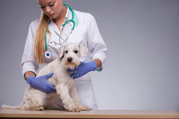 Женщина-ветеринар осматривает маленькую собачку со стетоскопом — стоковое фото