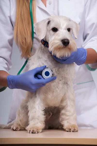 Veterinário feminino examina pouco cão com estetoscópio — Fotografia de Stock