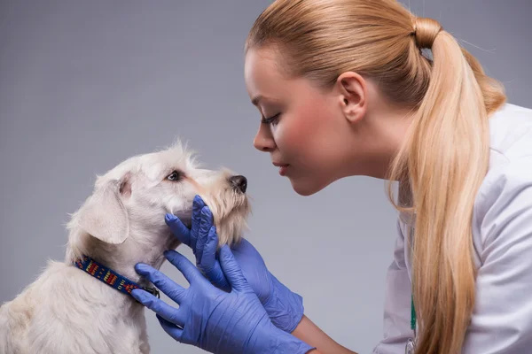 Cute little dog visits vet — Stock Photo, Image