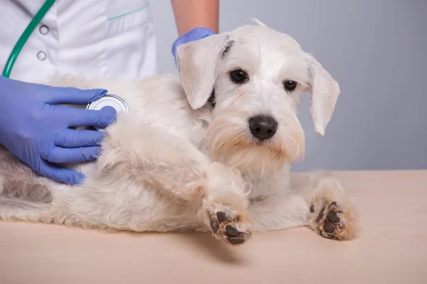 Female veterinarian examines little dog with stethoscope — Stock Photo, Image