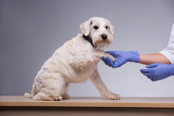 Cute little dog visits vet
