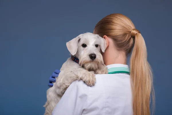 Mooie vrouwelijke dierenarts bedrijf schattige hond — Stockfoto