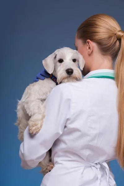 Mooie vrouwelijke dierenarts bedrijf schattige hond — Stockfoto