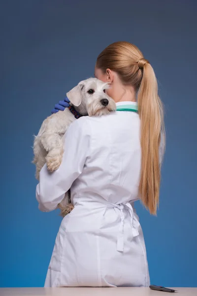 Mulher bonita veterinário segurando cão bonito — Fotografia de Stock