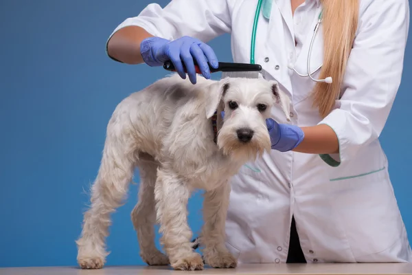 Veterinaria peinando un lindo perrito —  Fotos de Stock