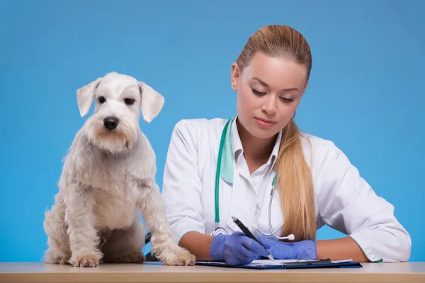 Cute little dog visits vet — Stock Photo, Image