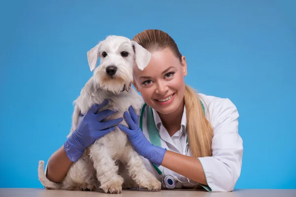 Niedlicher kleiner Hund besucht Tierarzt — Stockfoto